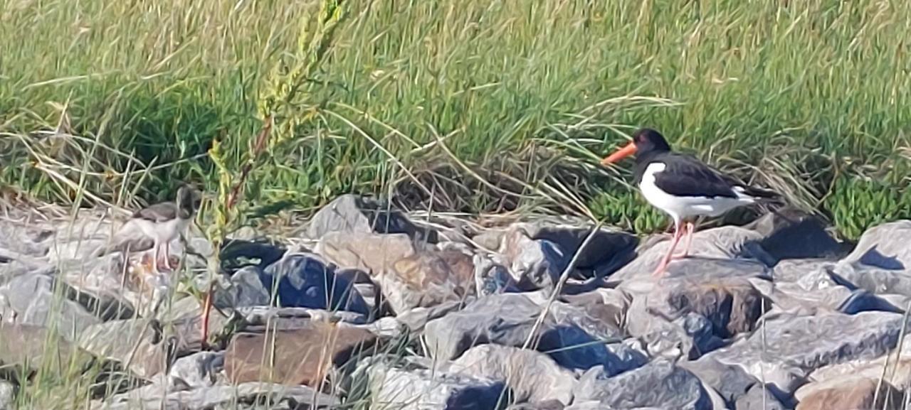 Seevilla Wietjes Whg 7 Baltrum Exteriör bild