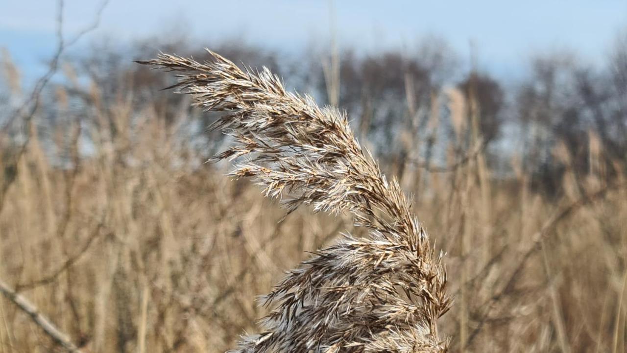 Seevilla Wietjes Whg 7 Baltrum Exteriör bild